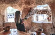 صبحانه با زرافه ها در باغ وحش امارات