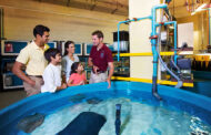بیمارستان آبزیان دبی و ایده‌ای برای محافظت از زیست‌بوم دریایی