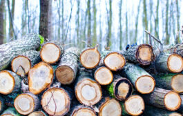 تولید چوب مصنوعی بدون بریدن درختان