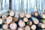 تولید چوب مصنوعی بدون بریدن درختان