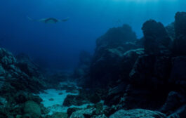 کشف کوه شکر در زیر اقیانوس با علف دریایی