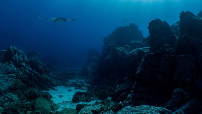 کشف کوه شکر در زیر اقیانوس با علف دریایی
